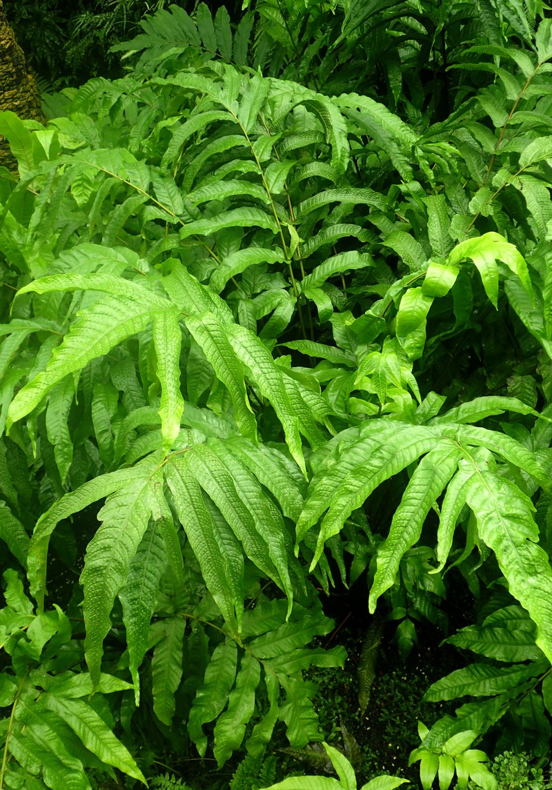 Tectaria crenata photo 7