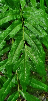 Tectaria crenata