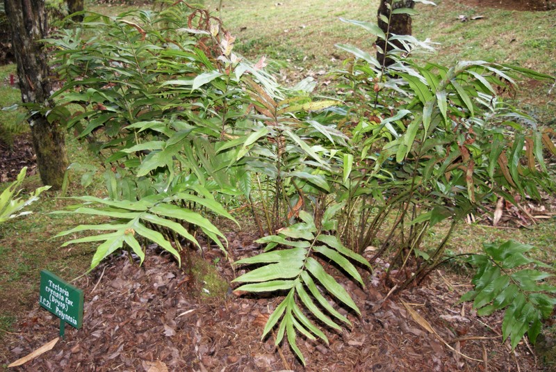 Tectaria crenata photo 2