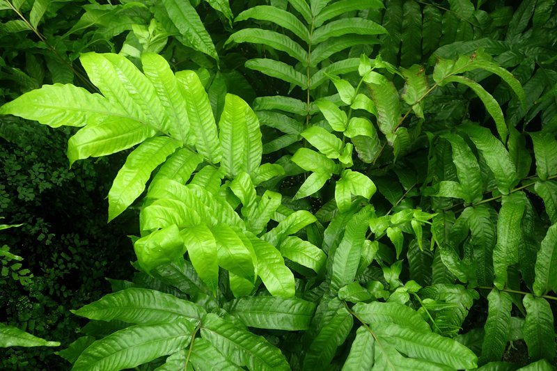 Tectaria crenata photo 8