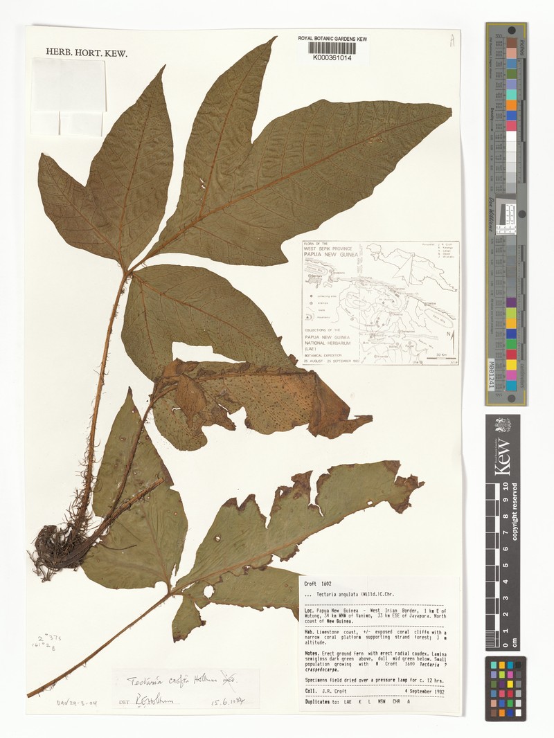 Tectaria croftii