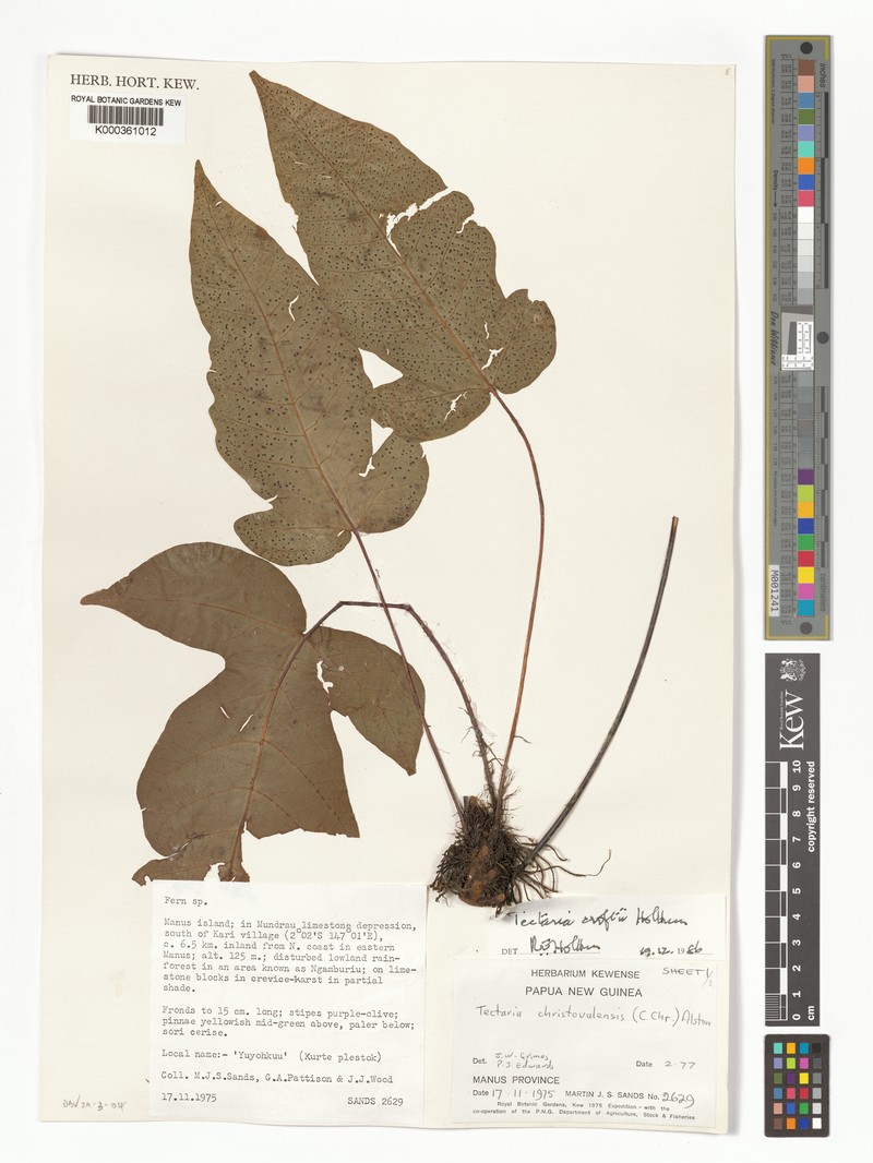 Tectaria croftii photo 3