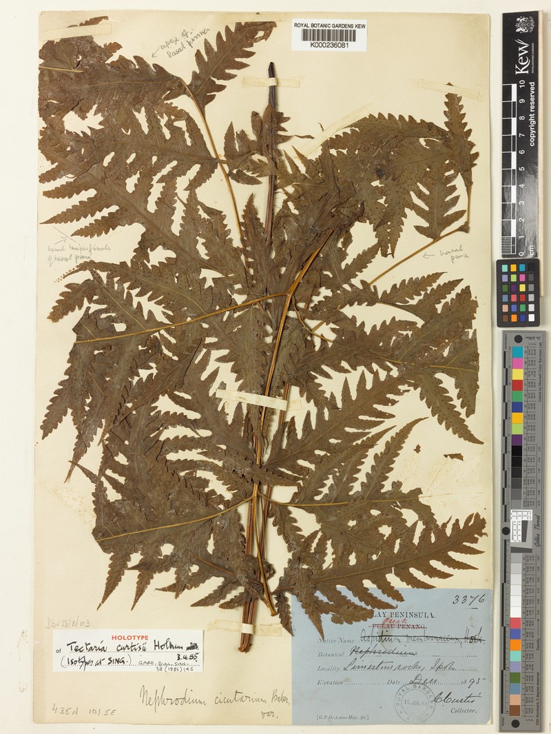 Tectaria curtisii photo 3