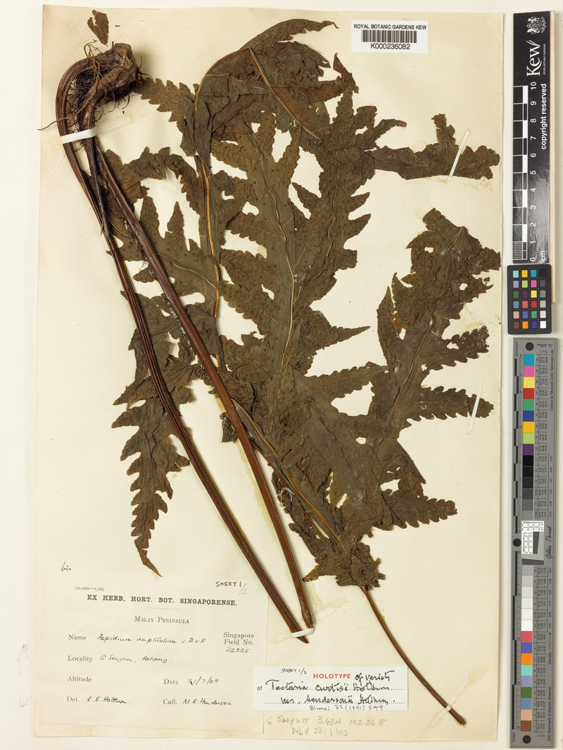 Tectaria curtisii var. hendersonii