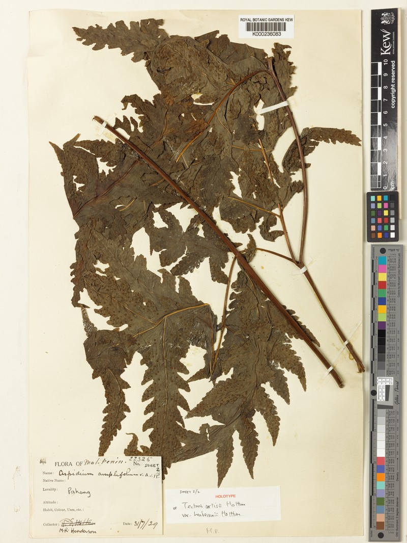 Tectaria curtisii var. hendersonii photo 2