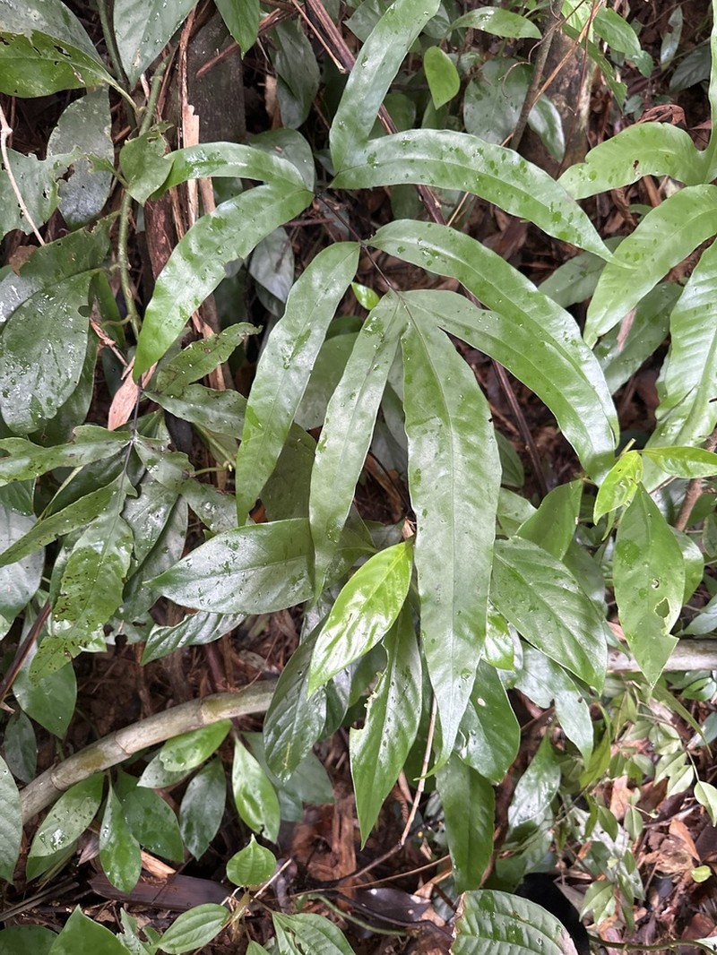 Tectaria danangensis