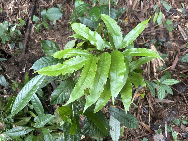 Tectaria danangensis photo 2