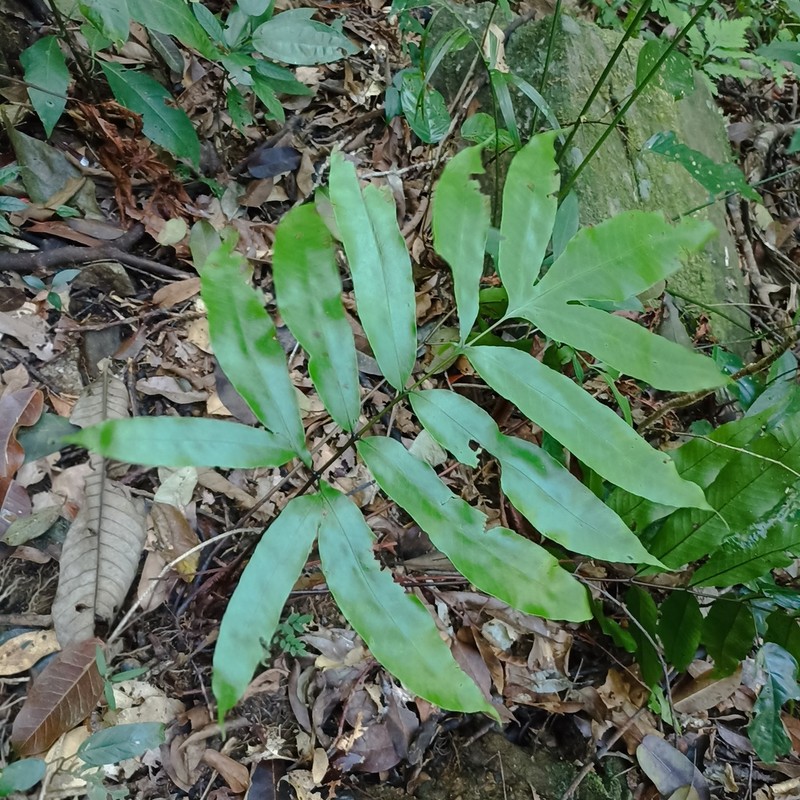 Tectaria danangensis photo 3