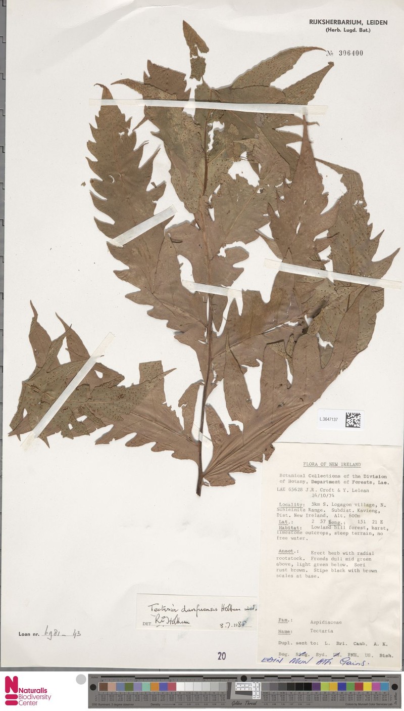 Tectaria danfuensis