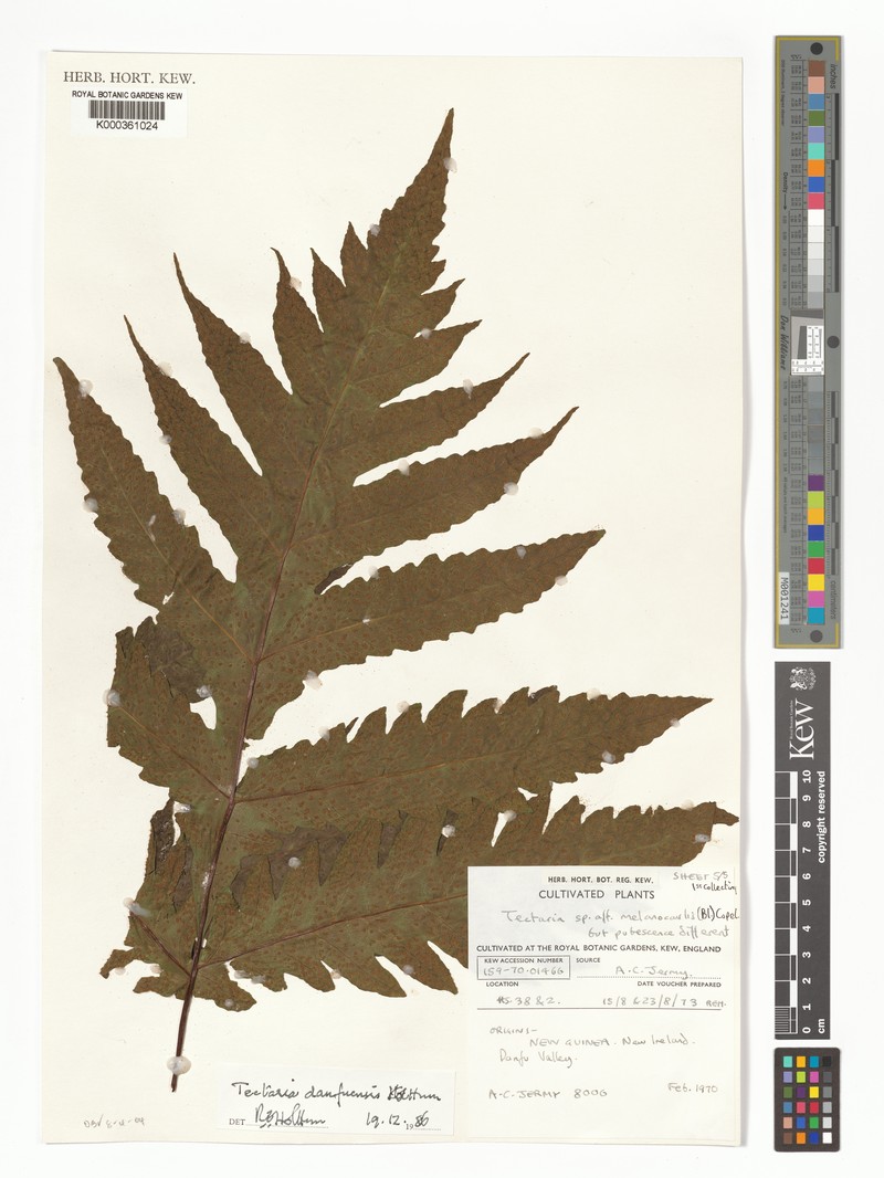 Tectaria danfuensis photo 2
