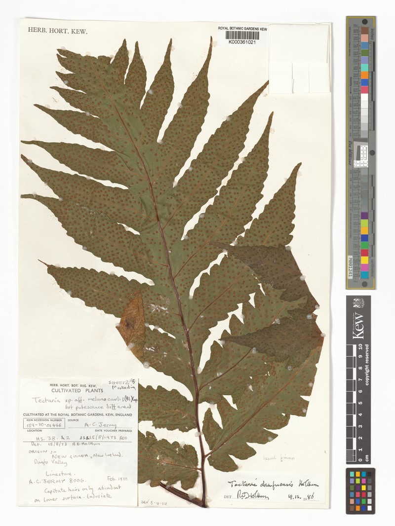 Tectaria danfuensis photo 3