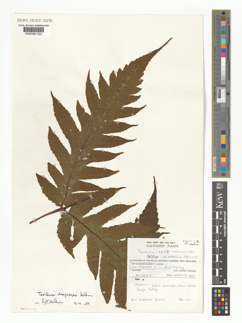 Tectaria danfuensis photo 4