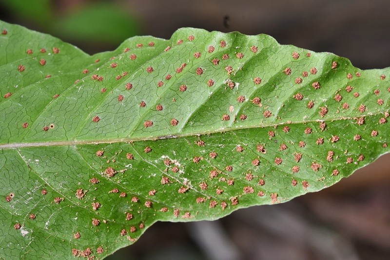 Tectaria darienensis