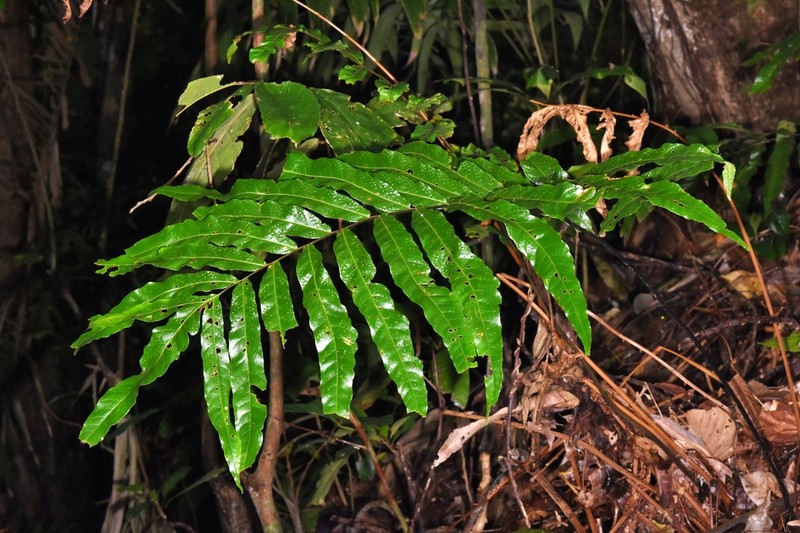 Tectaria darienensis photo 2