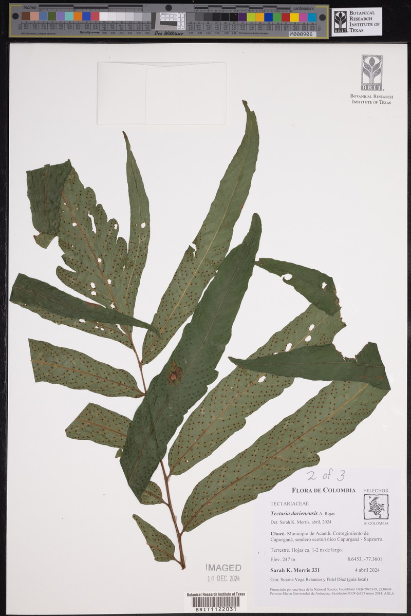 Tectaria darienensis photo 3