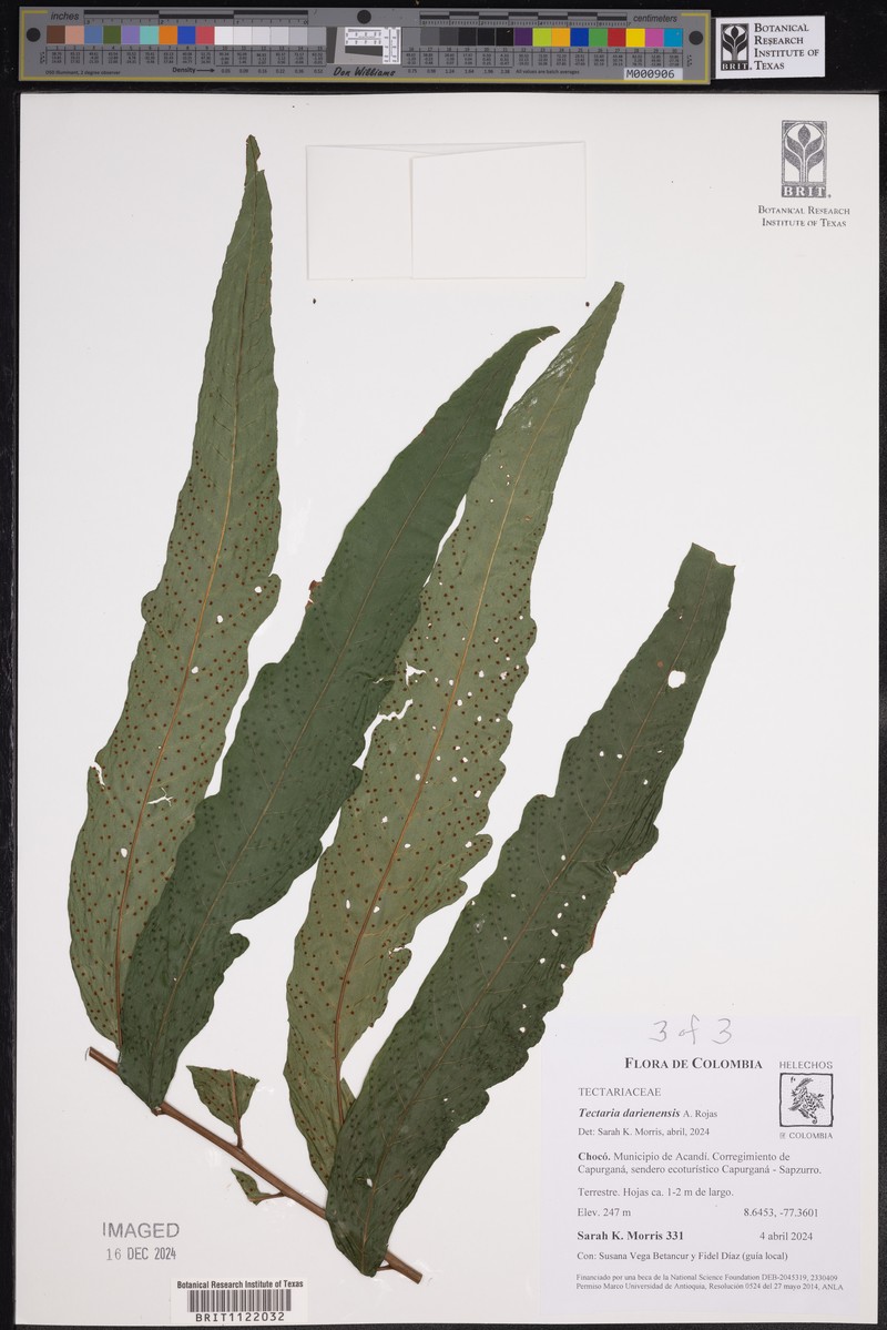 Tectaria darienensis photo 4