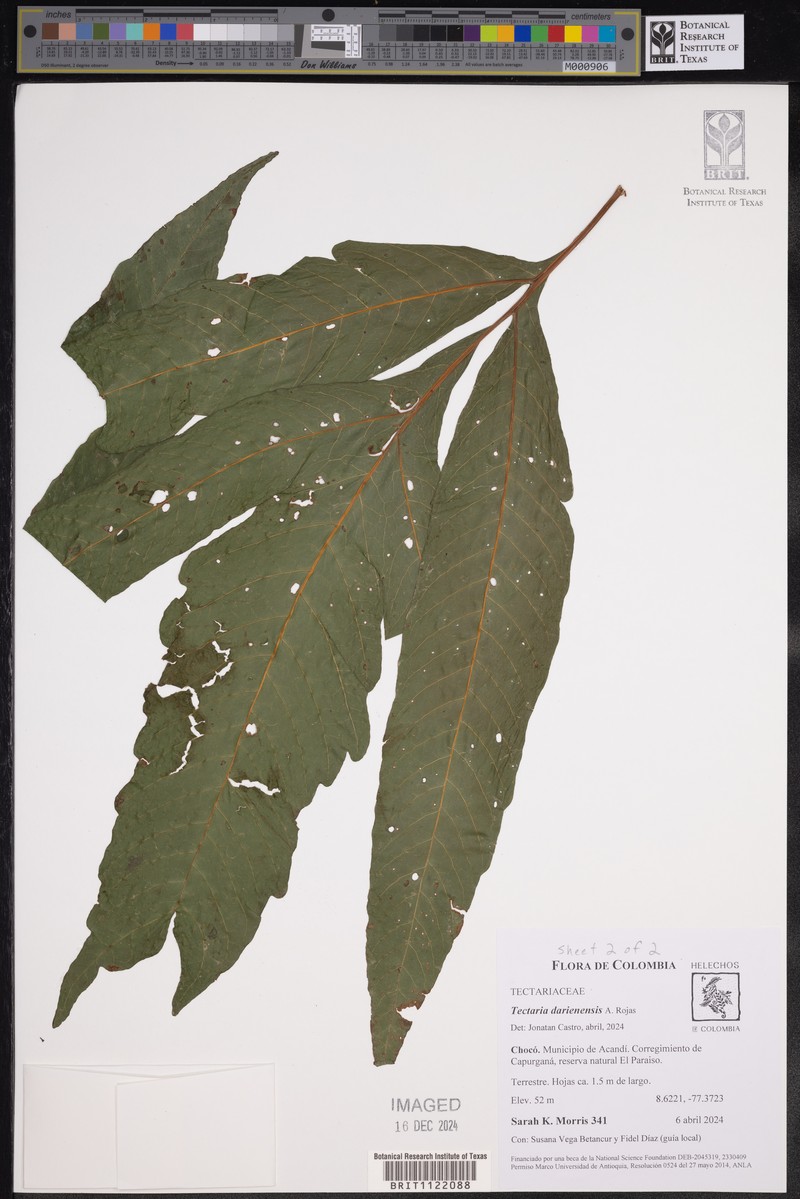 Tectaria darienensis photo 5