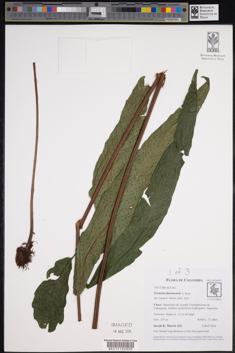 Tectaria darienensis photo 6