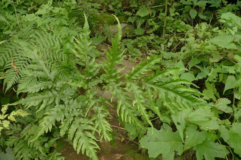 Tectaria degeneri