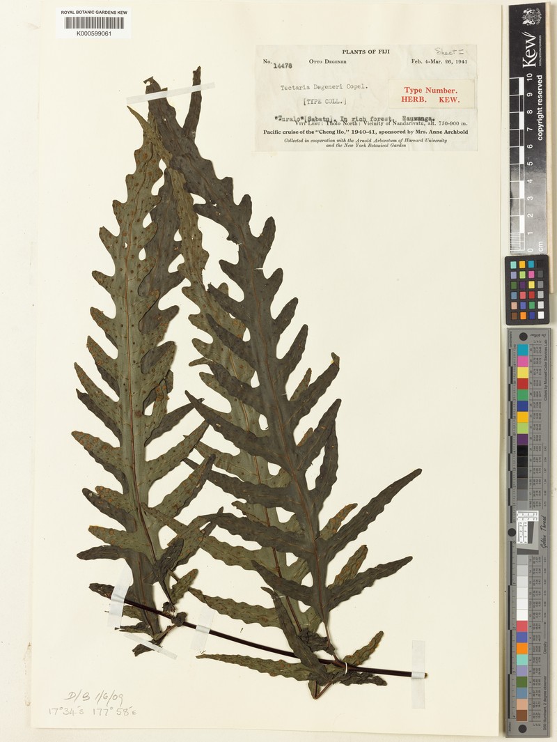 Tectaria degeneri photo 3