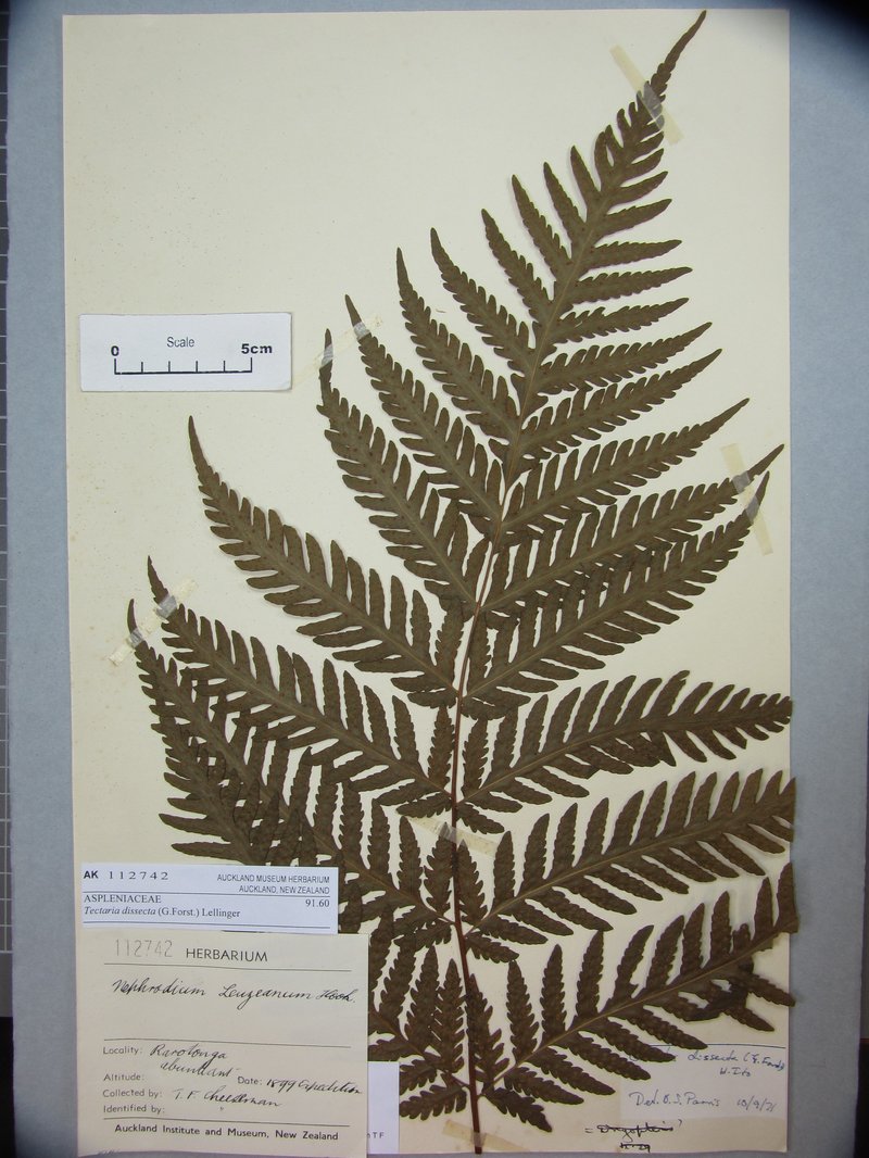 Cutleaf Halberd Fern photo 2