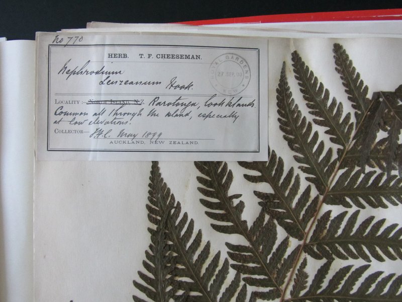 Cutleaf Halberd Fern photo 3