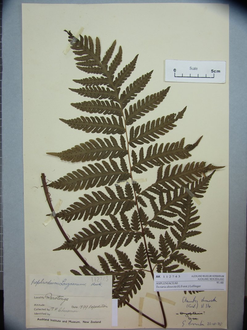 Cutleaf Halberd Fern photo 4