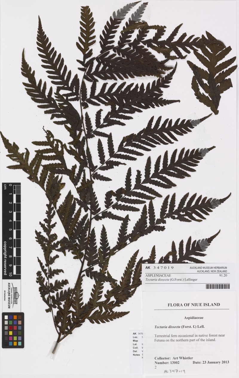 Cutleaf Halberd Fern photo 5