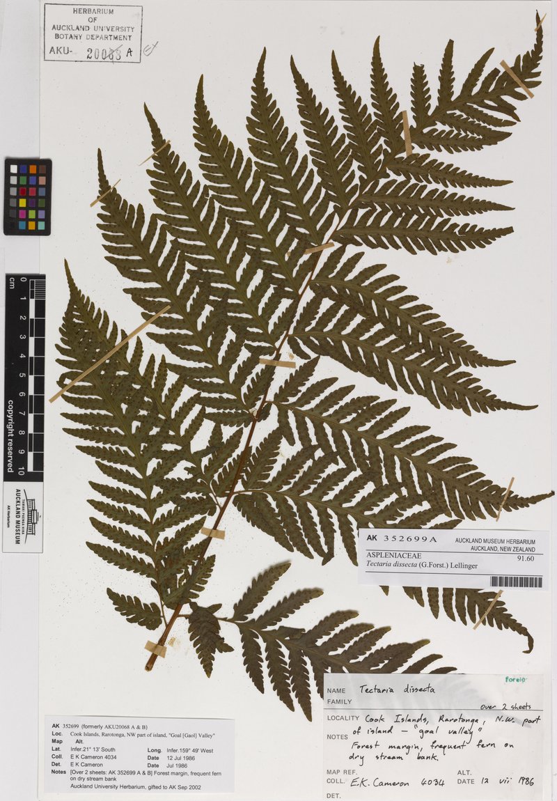 Cutleaf Halberd Fern photo 6