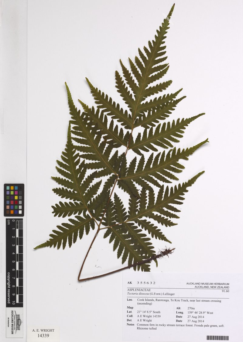 Cutleaf Halberd Fern