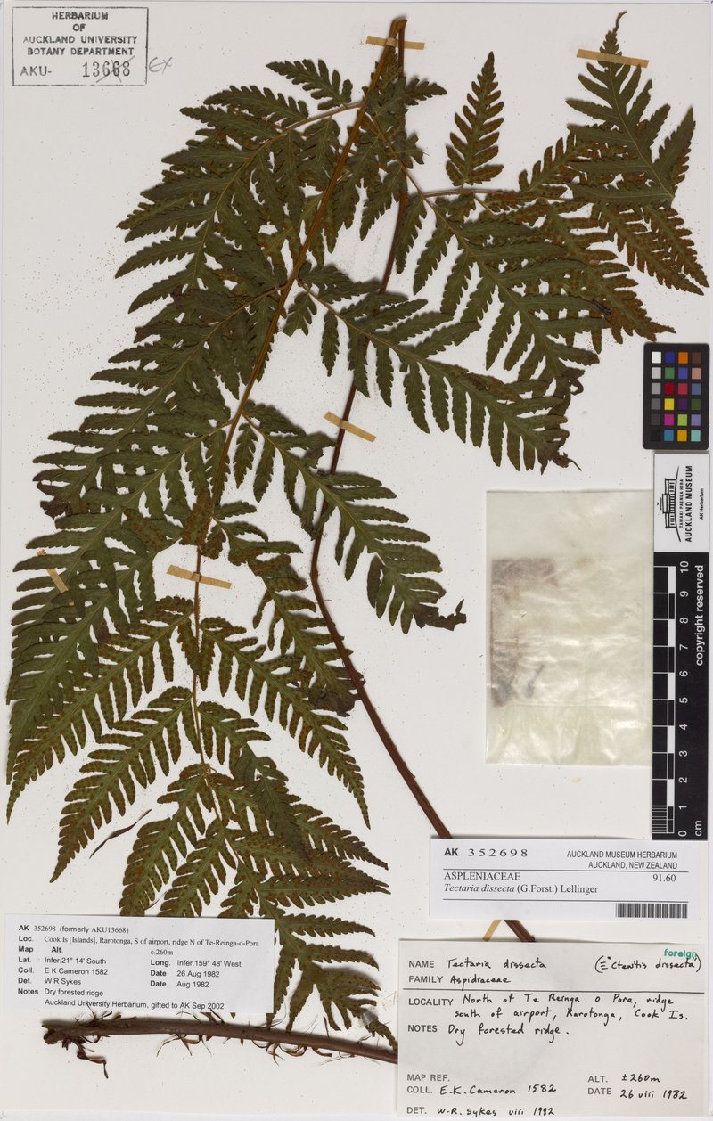 Cutleaf Halberd Fern photo 7