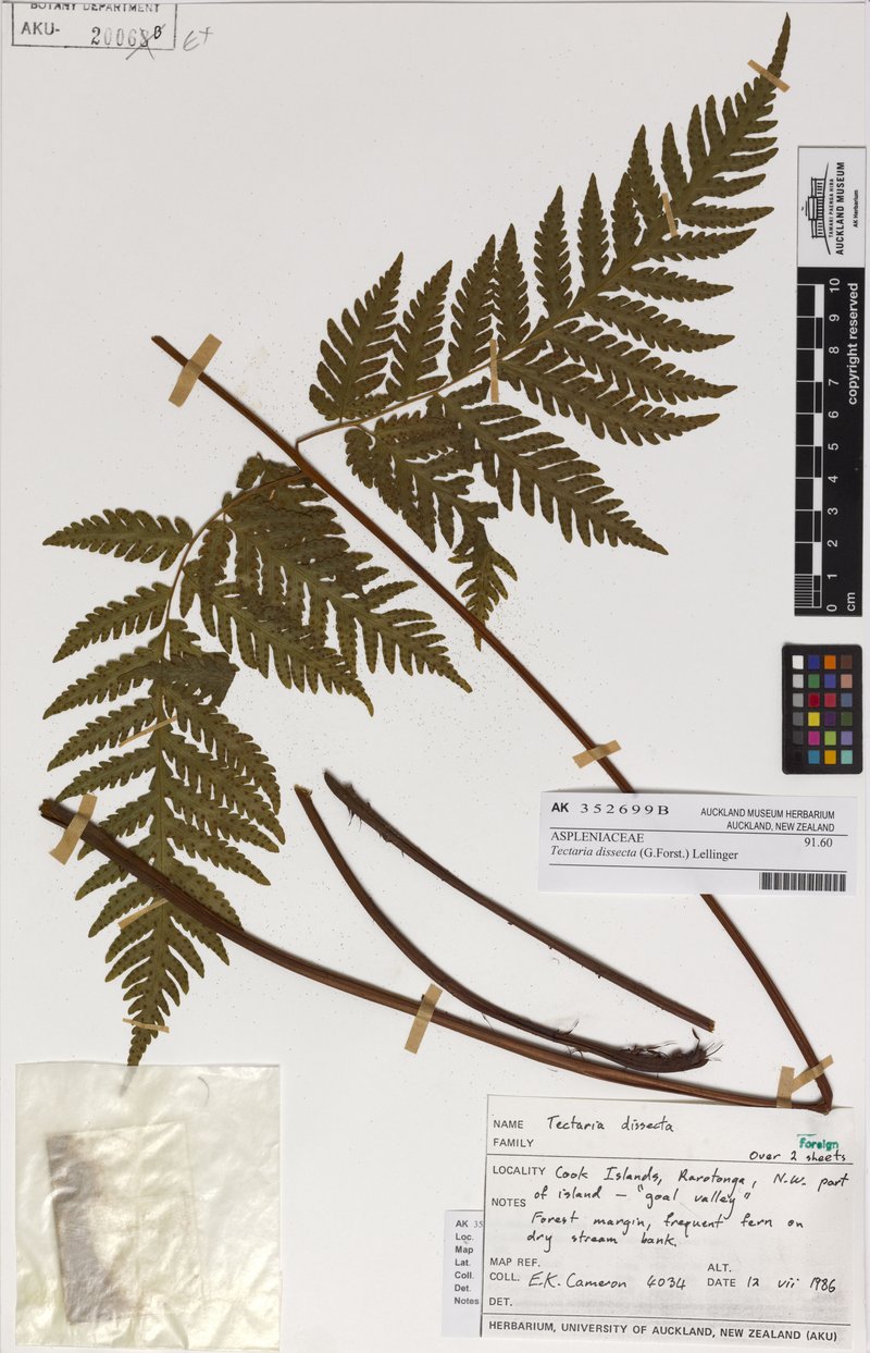 Cutleaf Halberd Fern photo 8