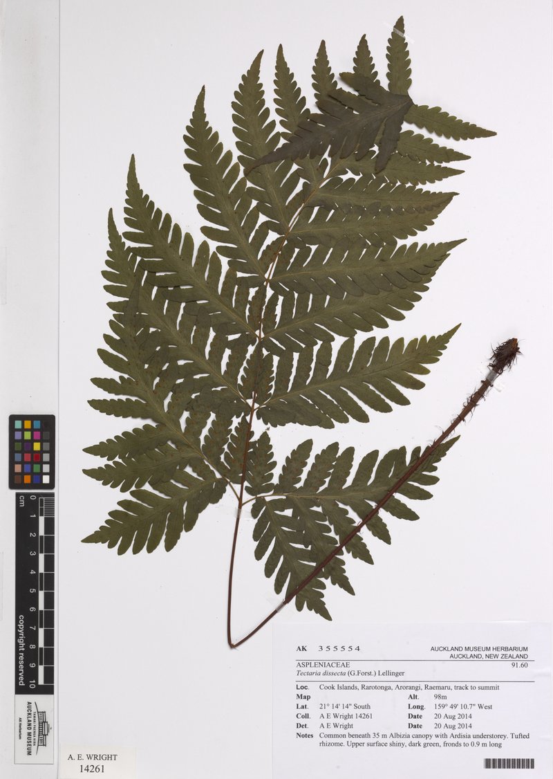 Cutleaf Halberd Fern photo 9