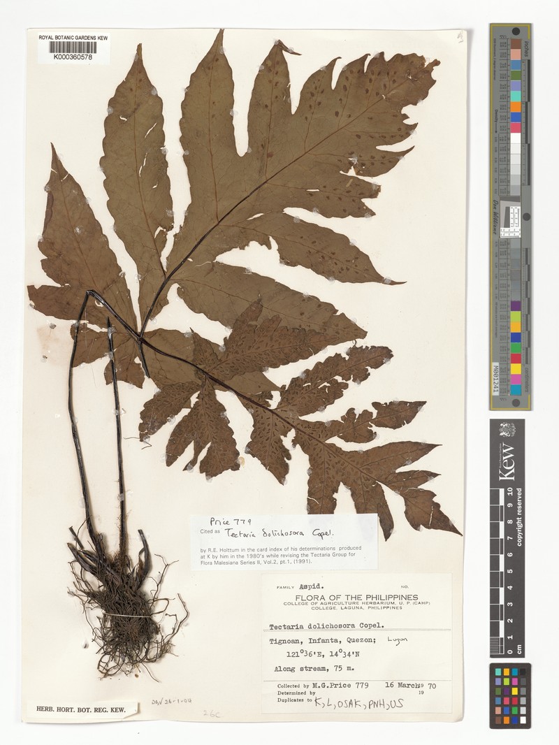 Tectaria dolichosora photo 2