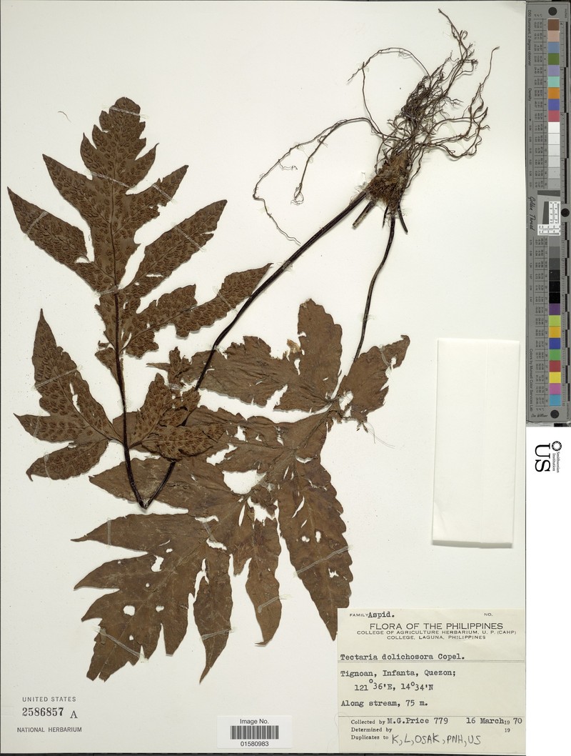 Tectaria dolichosora photo 3