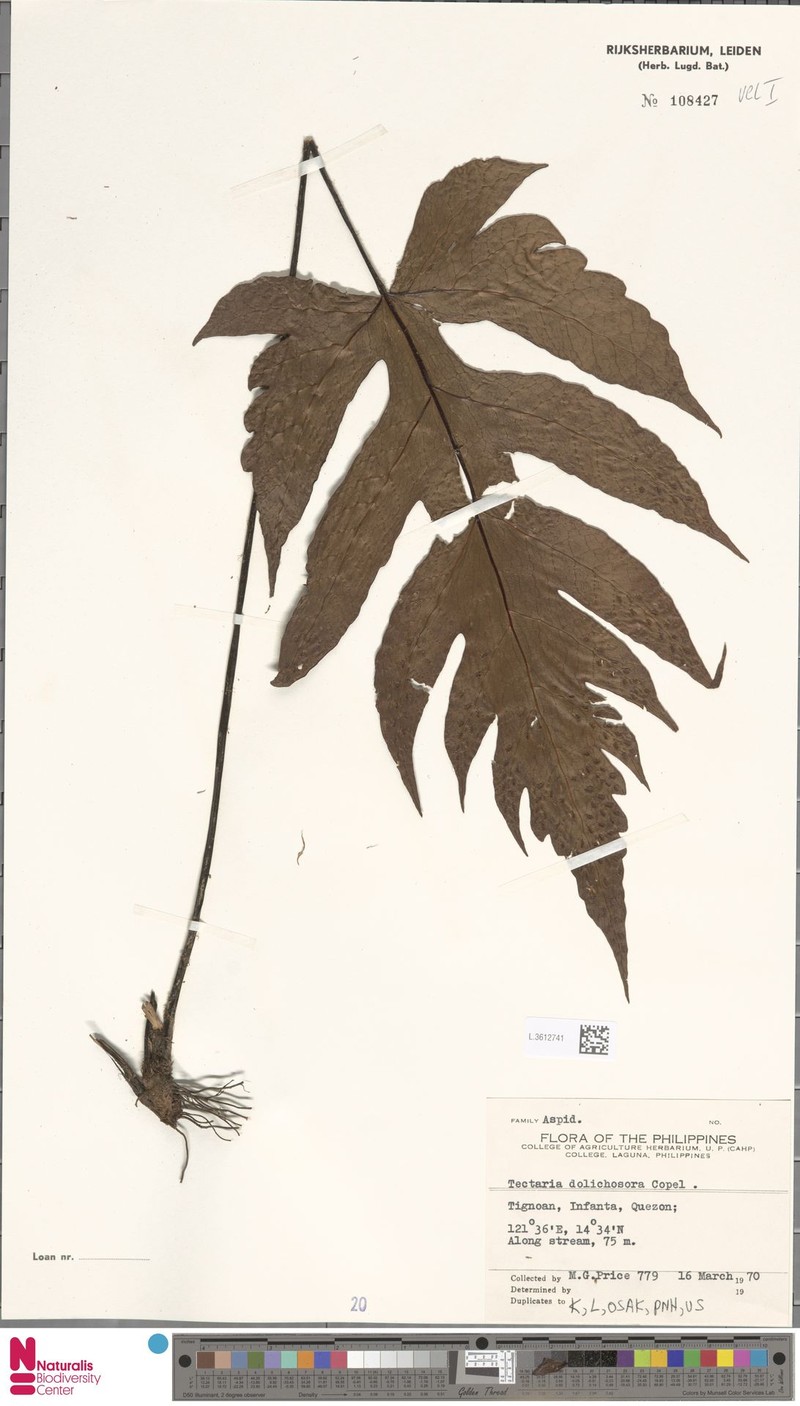 Tectaria dolichosora photo 4