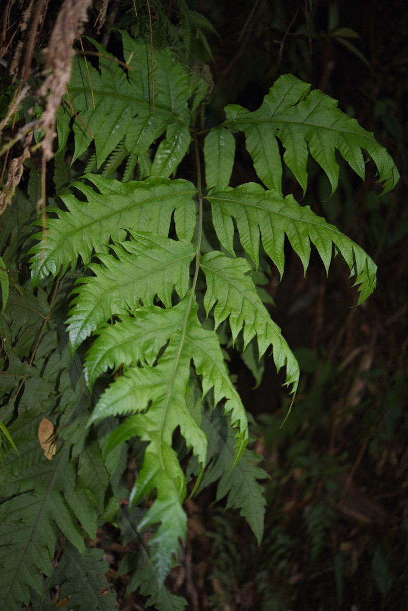 Tectaria dubia