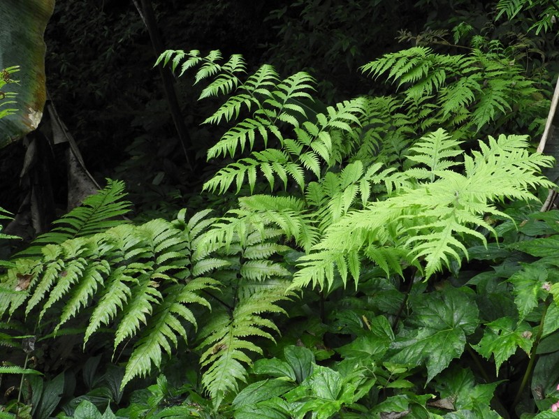 Tectaria dubia photo 2