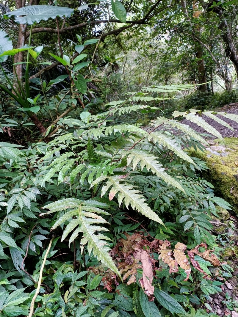 Tectaria dubia photo 3