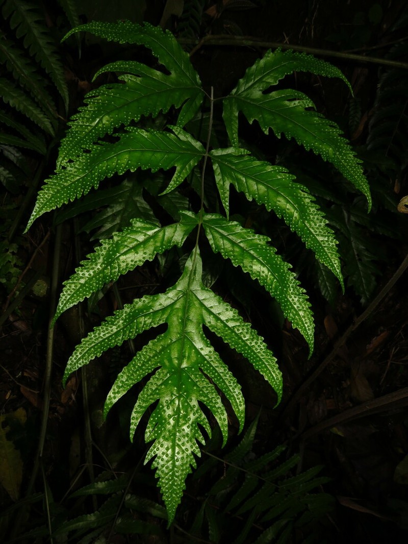 Tectaria dubia photo 4