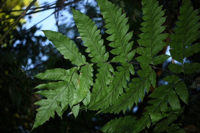 Tectaria dubia photo 5