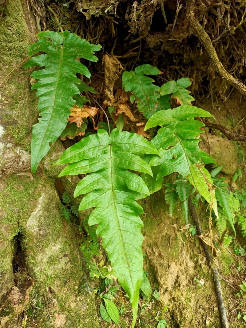 Tectaria dubia photo 6