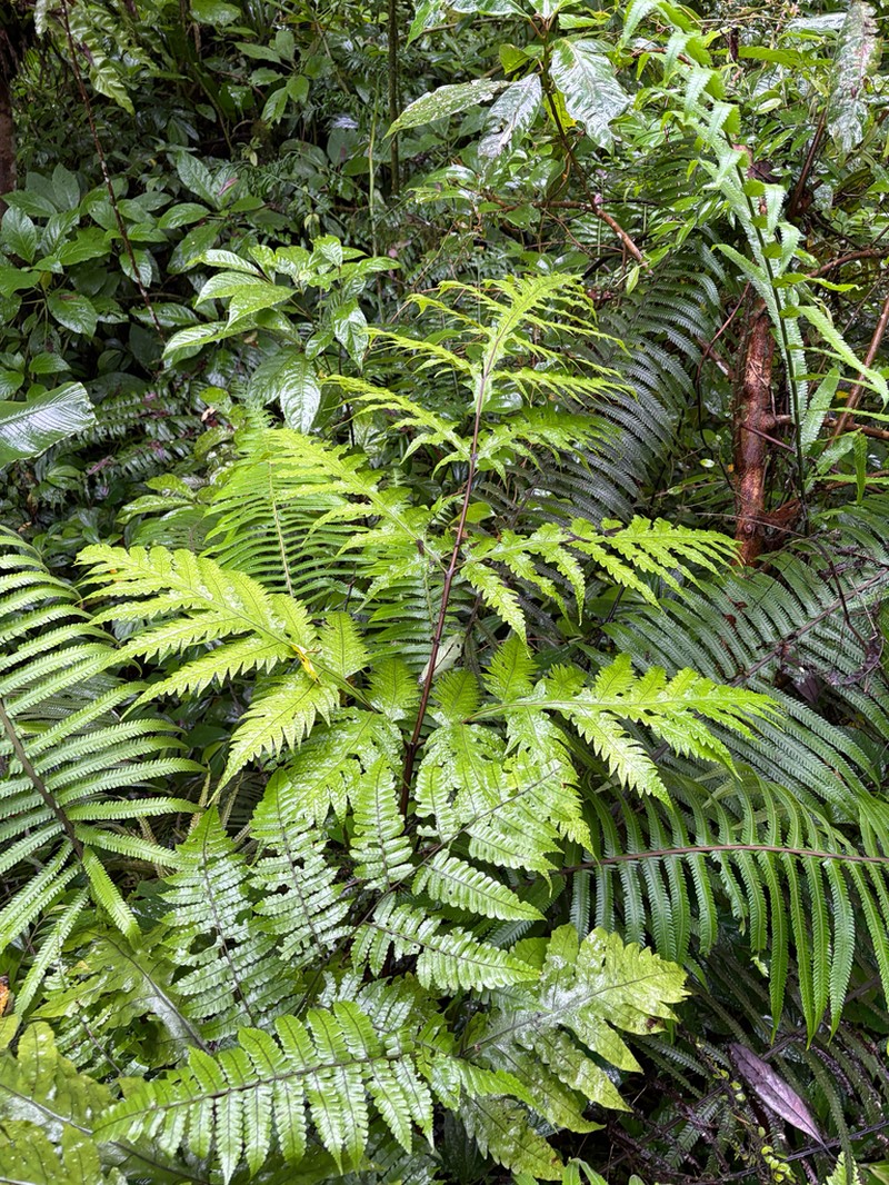 Tectaria dubia photo 8