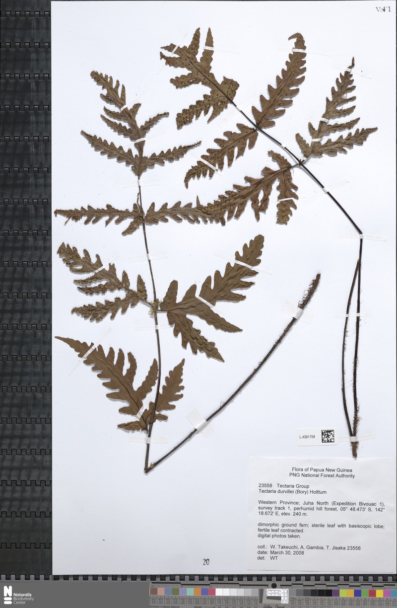 Tectaria durvillei