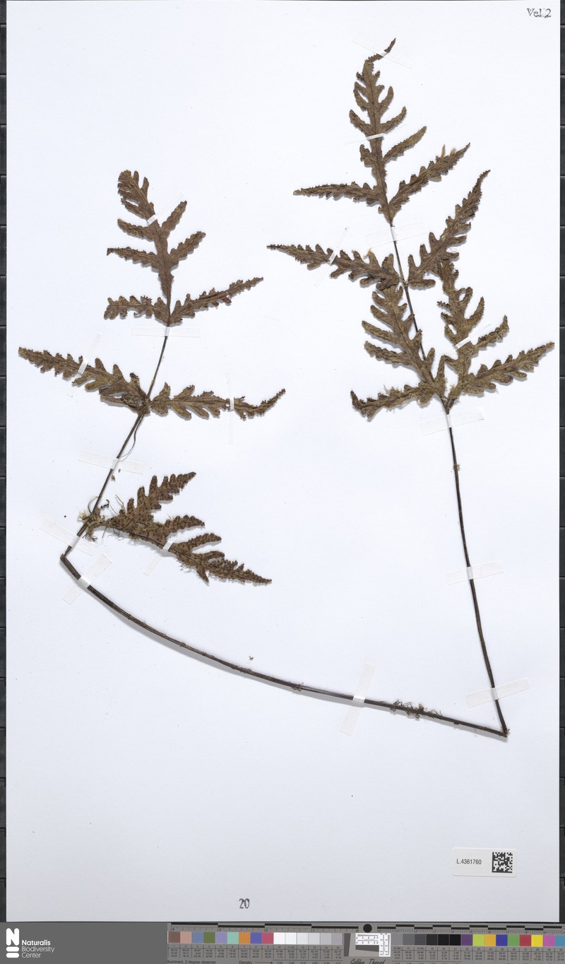 Tectaria durvillei photo 2