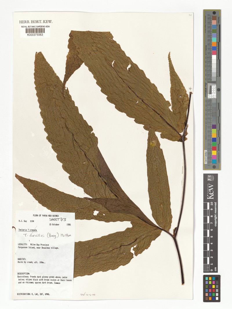 Tectaria durvillei photo 3