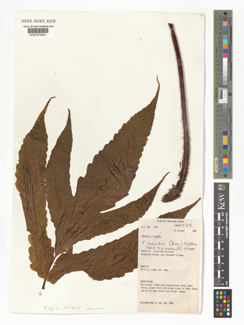 Tectaria durvillei photo 4