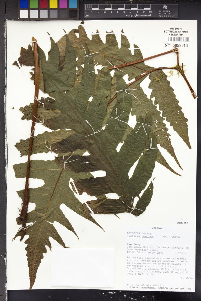Tectaria ebenina