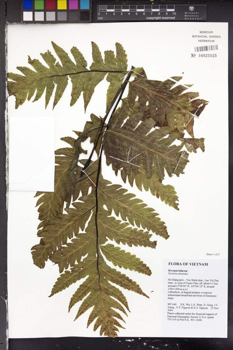 Tectaria ebenina photo 2