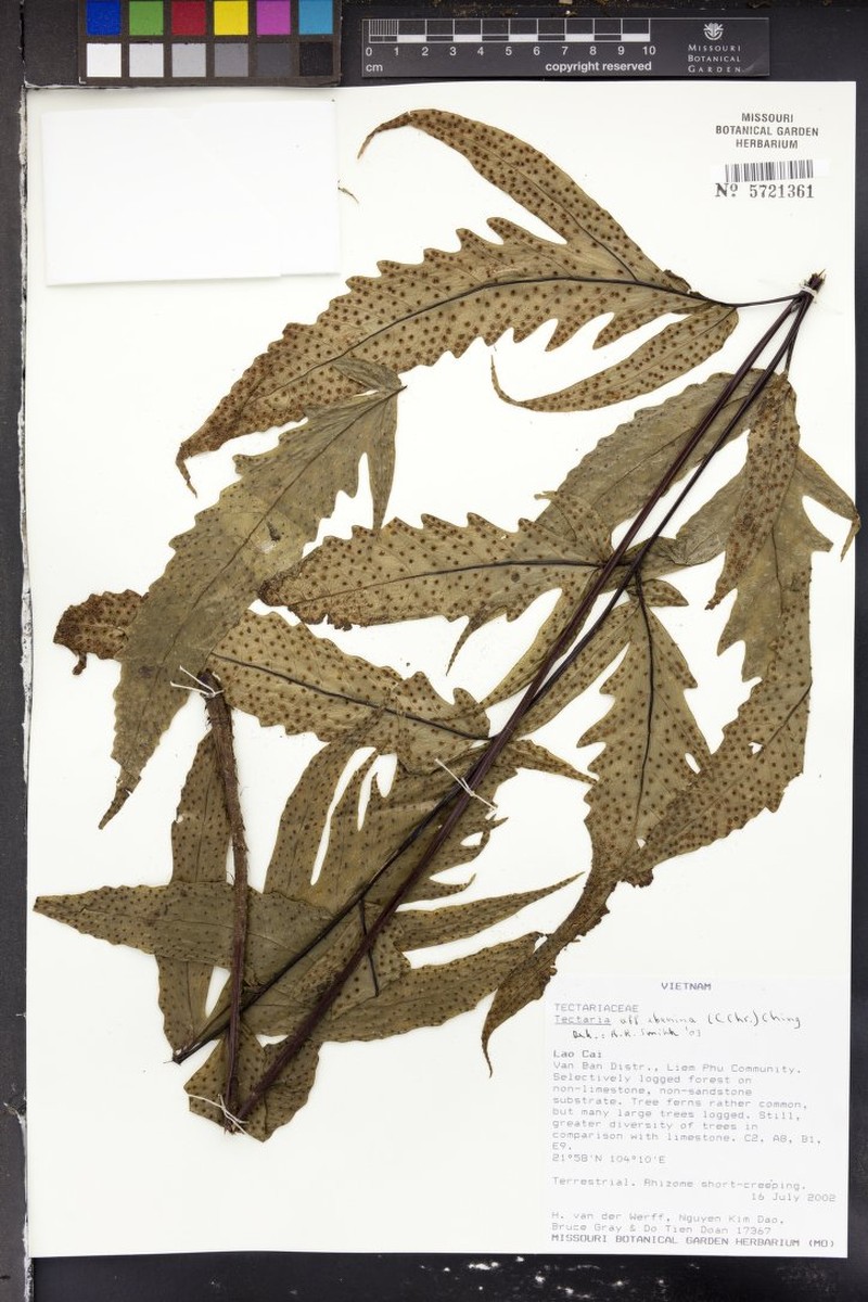 Tectaria ebenina photo 3